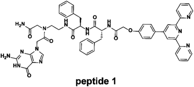 Graphical abstract: A supramolecular peptide polymer from hydrogen-bond and coordination-driven self-assembly