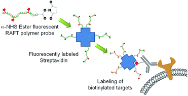 Graphical abstract: Labeling of native proteins with fluorescent RAFT polymer probes: application to the detection of a cell surface protein using flow cytometry
