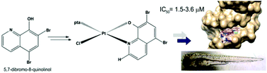 Graphical abstract: A new class of platinum(ii) complexes with the phosphine ligand pta which show potent anticancer activity