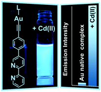 Graphical abstract: Synthesis, photophysical properties and cation-binding studies of bipyridine-functionalized gold(i) complexes