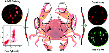 Graphical abstract: Synthesis and structure of new binuclear ruthenium(ii) arene benzil bis(benzoylhydrazone) complexes: investigation on antiproliferative activity and apoptosis induction