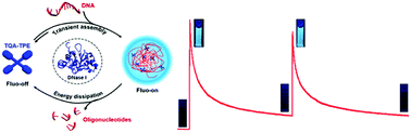 Graphical abstract: Direct visualization and real-time monitoring of dissipative self-assembly by synchronously coupled aggregation-induced emission