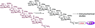 Graphical abstract: Synthesis and immunochemical evaluation of a novel Neisseria meningitidis serogroup A tetrasaccharide and its conjugate