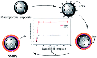 Graphical abstract: Hydrophilic surface molecularly imprinted naringin prepared via reverse atom transfer radical polymerization with excellent recognition ability in a pure aqueous phase