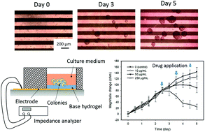Graphical abstract: Real-time and label-free impedimetric analysis of the formation and drug testing of tumor spheroids formed via the liquid overlay technique