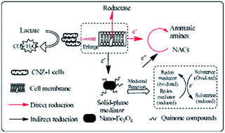 Graphical abstract: Catalytic reduction of NACs by nano Fe3O4/quinone composites in the presence of a novel marine exoelectrogenic bacterium under hypersaline conditions