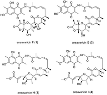 Graphical abstract: Ansavaricins F–I, new DNA topoisomerase inhibitors produced by Streptomyces sp. S012