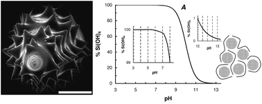 Graphical abstract: Silicic acid condensation under the influence of water-soluble polymers: from biology to new materials
