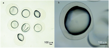 Graphical abstract: Local controlled release of simvastatin and PDGF from core/shell microspheres promotes bone regeneration in vivo