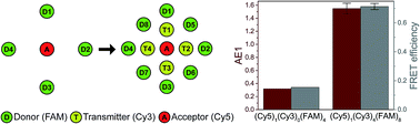 Graphical abstract: FRET efficiency and antenna effect in multi-color DNA origami-based light harvesting systems