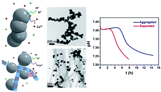 Graphical abstract: Effect of the aggregation state of amorphous calcium phosphate on hydroxyapatite nucleation kinetics