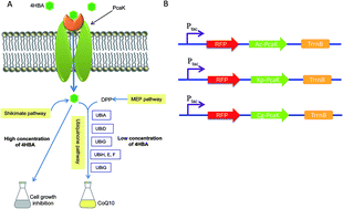 Graphical abstract: Integration of heterologous 4-hydroxybenzoic acid transport proteins in Rhodobacter sphaeroides for enhancement of coenzyme Q10 production