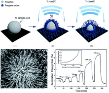 Graphical abstract: Metal-seed planting fabrication of W–W18O49 core shell nanoflowers for gas sensors