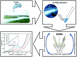 Graphical abstract: Voltammetric determination of iron with catalytic system at a bismuth bulk annular band electrode electrochemically activated