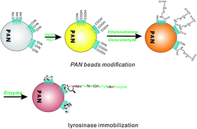 Graphical abstract: Immobilization of tyrosinase on polyacrylonitrile beads: biodegradation of phenol from aqueous solution and the relevant cytotoxicity assessment