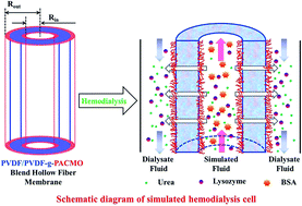 Graphical abstract: PVDF/PVDF-g-PACMO blend hollow fiber membranes for hemodialysis: preparation, characterization, and performance