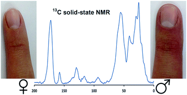 Graphical abstract: Sex-related chemical differences in keratin from fingernail plates: a solid-state carbon-13 NMR study