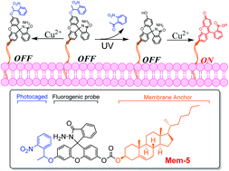 Graphical abstract: Photocontrollable fluorogenic probes for visualising near-membrane copper(ii) in live cells