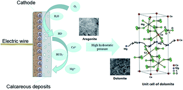 Graphical abstract: The growth mechanism of calcareous deposits under various hydrostatic pressures during the cathodic protection of carbon steel in seawater