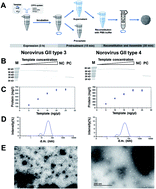 Graphical abstract: Cell-free protein synthesis of norovirus virus-like particles