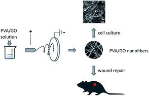 Graphical abstract: Graphene oxide-modified electrospun polyvinyl alcohol nanofibrous scaffolds with potential as skin wound dressings