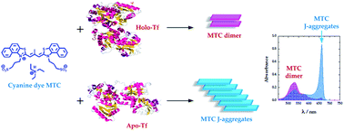 Graphical abstract: Specific identification of human transferrin conformations using a cyanine dye supramolecular assembly