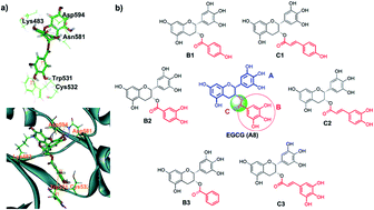 Graphical abstract: Discriminatory analysis based molecular docking study for in silico identification of epigallocatechin-3-gallate (EGCG) derivatives as B-RafV600E inhibitors