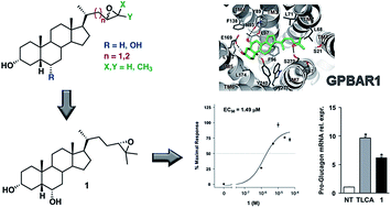 Graphical abstract: Epoxide functionalization on cholane side chains in the identification of G-protein coupled bile acid receptor (GPBAR1) selective agonists