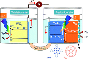 Graphical abstract: A visible-light-induced photoelectrochemical water-splitting system featuring an organo-photocathode along with a tungsten oxide photoanode