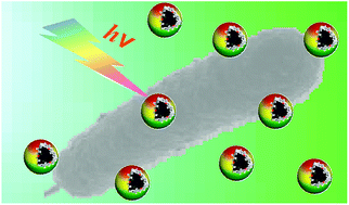 Graphical abstract: Correlation of carbon dots' light-activated antimicrobial activities and fluorescence quantum yield
