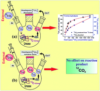 Graphical abstract: Isotope selective activation: a new insight into the catalytic activity of urease