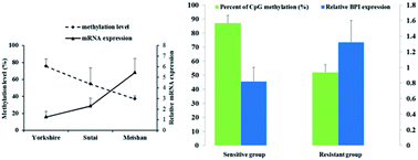 Graphical abstract: DNA methylation differences of the BPI promoter among pig breeds and the regulation of gene expression