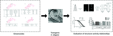 Graphical abstract: Evaluation of structure–activity relationships of ginsenosides against amyloid β induced pathological behaviours in transgenic Caenorhabditis elegans