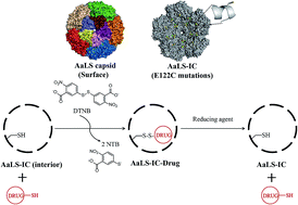Graphical abstract: Reversible loading of thiol-modified curcumin in an engineered protein capsid