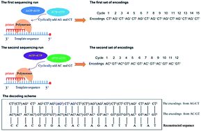 Graphical abstract: A real-time decoding sequencing technology—new possibility for high throughput sequencing