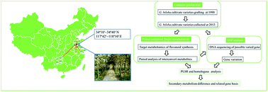 Graphical abstract: Combining paired analytical metabolomics and common garden trial to study the metabolism and gene variation of Ginkgo biloba L. cultivated varieties
