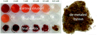 Graphical abstract: Exploitation of mussel byssus mariculture waste as a water remediation material