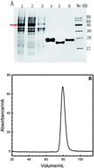 Graphical abstract: Conformational discrimination of three human centrins