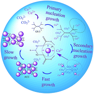 Graphical abstract: G0.5 PAMAM dendrimers improve the kinetic stabilization and nanoscale precipitation mechanism of amorphous calcium carbonate