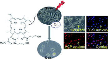 Graphical abstract: The anti-cancer potency of photodynamic therapy of a novel chlorin derivative Amidochlorin p6 (ACP)