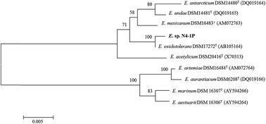 Graphical abstract: A novel bioemulsifier produced by Exiguobacterium sp. strain N4-1P isolated from petroleum hydrocarbon contaminated coastal sediment