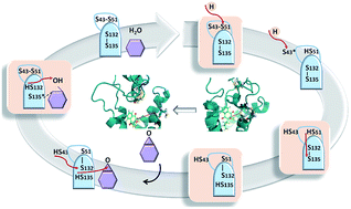 Graphical abstract: Identification of the functional states of human vitamin K epoxide reductase from molecular dynamics simulations