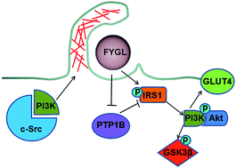 Graphical abstract: Endocytosis mechanism of a novel proteoglycan, extracted from Ganoderma lucidum, in HepG2 cells