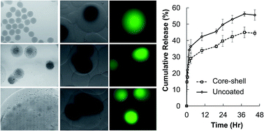 Graphical abstract: Electrospray-mediated preparation of compositionally homogeneous core–shell hydrogel microspheres for sustained drug release
