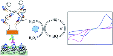 Graphical abstract: A rolling circle amplification signal-enhanced immunosensor for ultrasensitive microcystin-LR detection based on a magnetic graphene-functionalized electrode