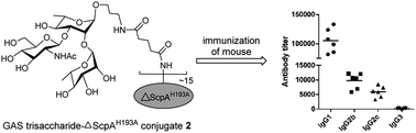 Graphical abstract: Mutagenesis and immunological evaluation of group A streptococcal C5a peptidase as an antigen for vaccine development and as a carrier protein for glycoconjugate vaccine design
