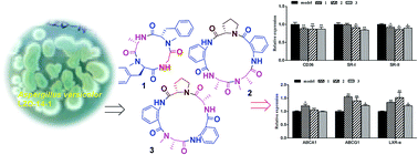 Graphical abstract: Versicotides D–F, new cyclopeptides with lipid-lowering activities