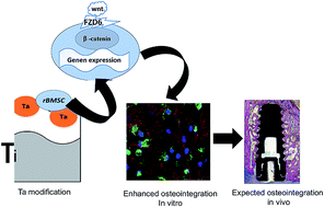 Graphical abstract: Enhanced osteointegration of tantalum-modified titanium implants with micro/nano-topography