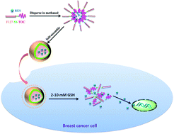Graphical abstract: Preparation, characterization and anticancer activities of resveratrol loaded redox-sensitive F127-SS-TOC micelles