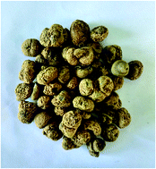 Graphical abstract: Applying target data screening followed by characteristic fragment filtering for the comprehensive screening and identification of alkaloids in Corydalis yanhusuo W. T. Wang by UPLC-Q-TOF/MSE
